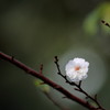 たまには花でも