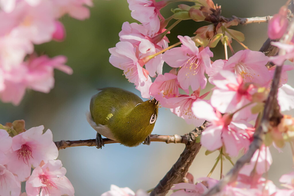 春を語るより口づけをかわそう…桜にチュっ♡