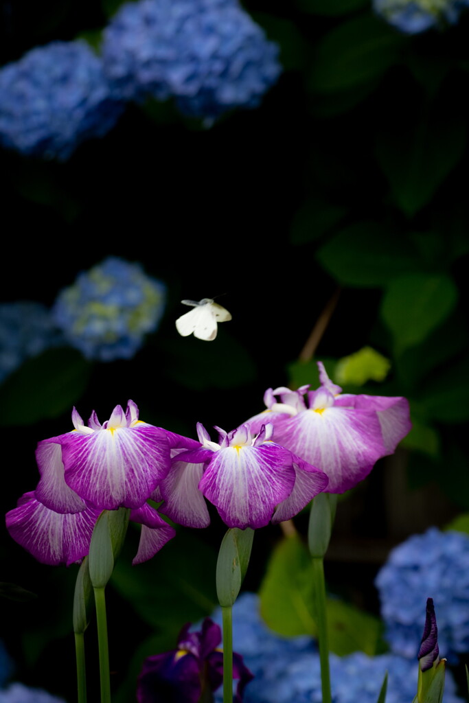 ぶらっと本土寺、境内遊歩（花菖蒲）
