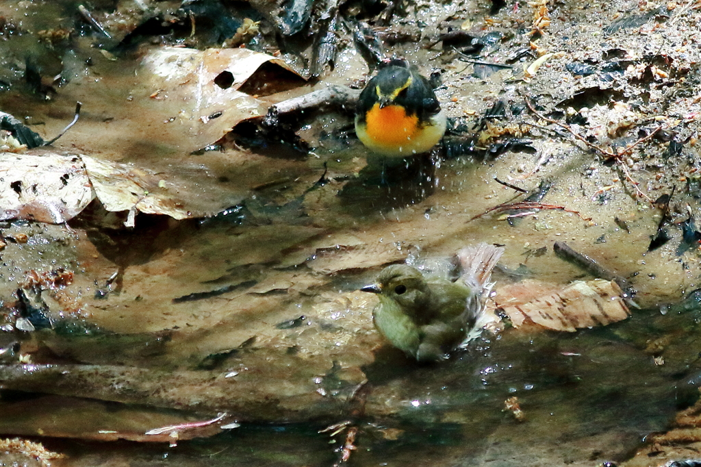 時間よ止まれ ～この女（ひと）に賭ける～