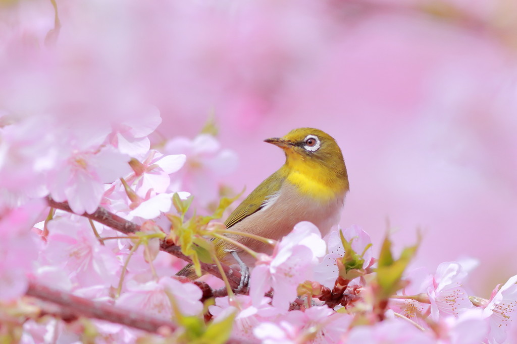 春色吐息