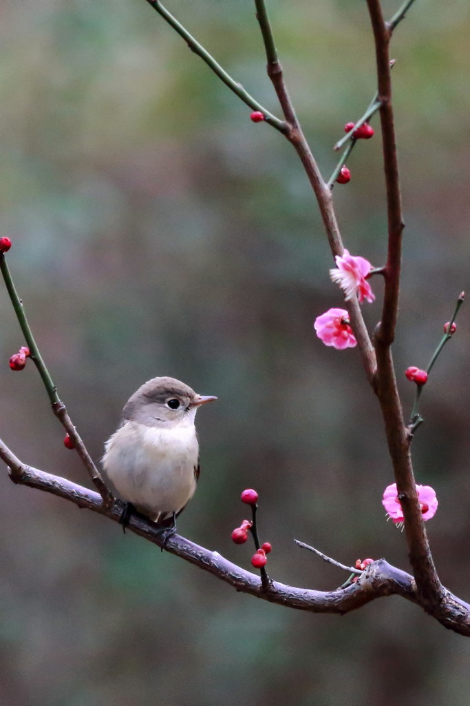 ”春されば散らまく惜しき梅の花しましは咲かずふふみてもがも”（作者不詳・万葉集）