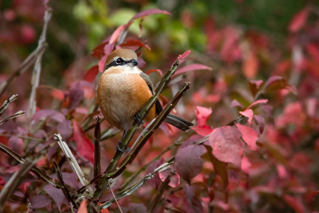 紅く色づくときめきを（モズ）