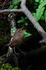 遥かなる谷の呼び声