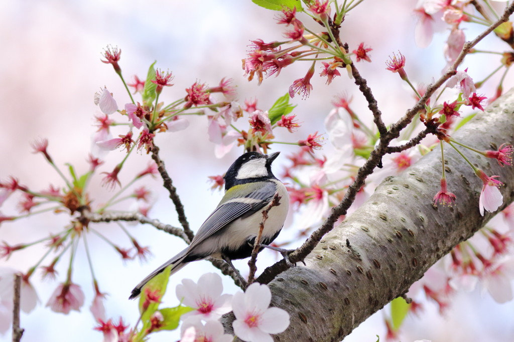 春の名残