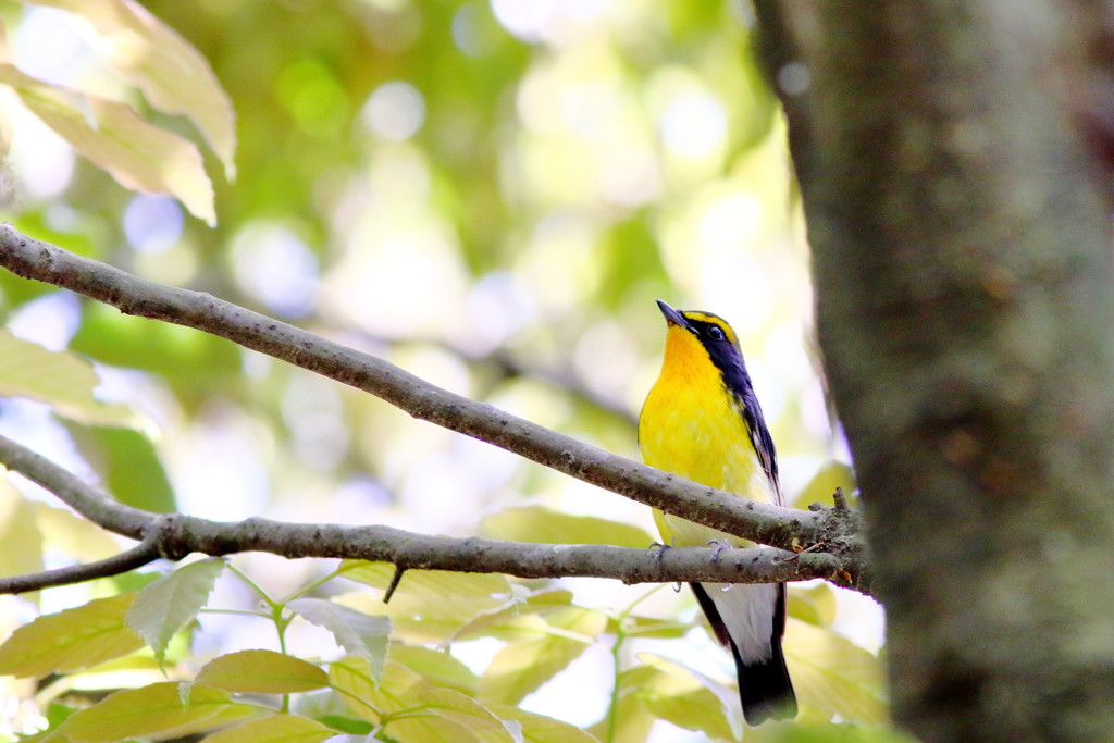 とある初夏の昼下がり