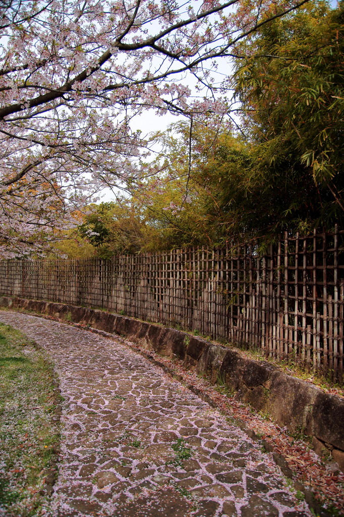 桜は散り際