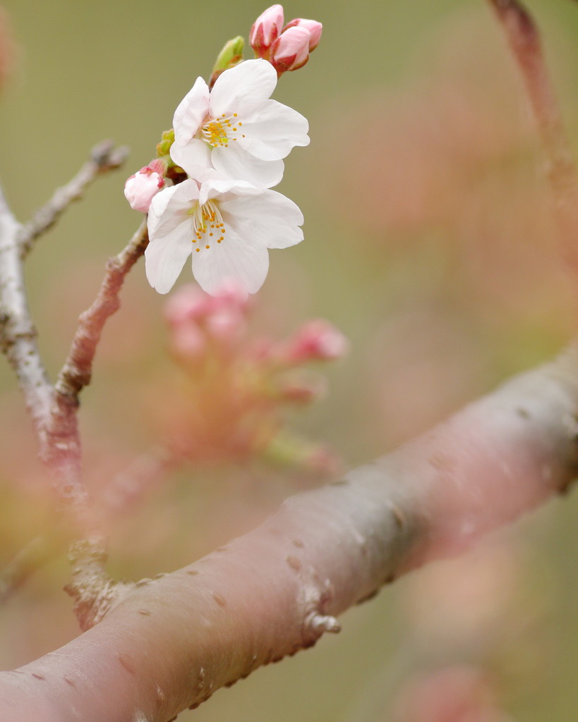 我が街の開花宣言、週末には...(=^～^)o∀ウィー