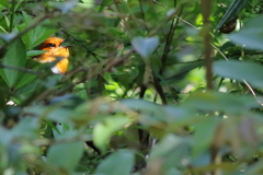 遥かなる初夏の呼び声