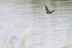 若鳥の夏