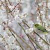 梅の花今盛りなり思ふどちかざしにしてな今盛りなり（作・葛井連大成、万葉集）