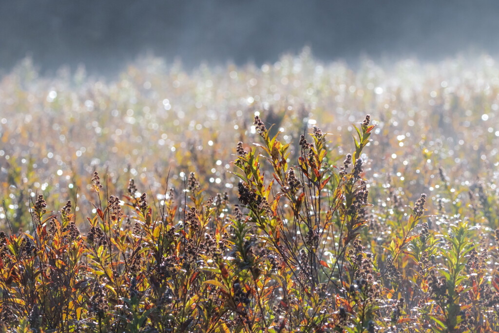 炯然と色づくときめき