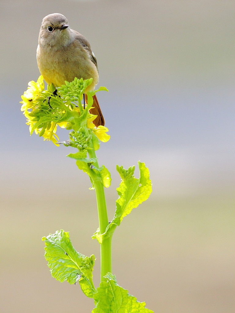 Princess of spring