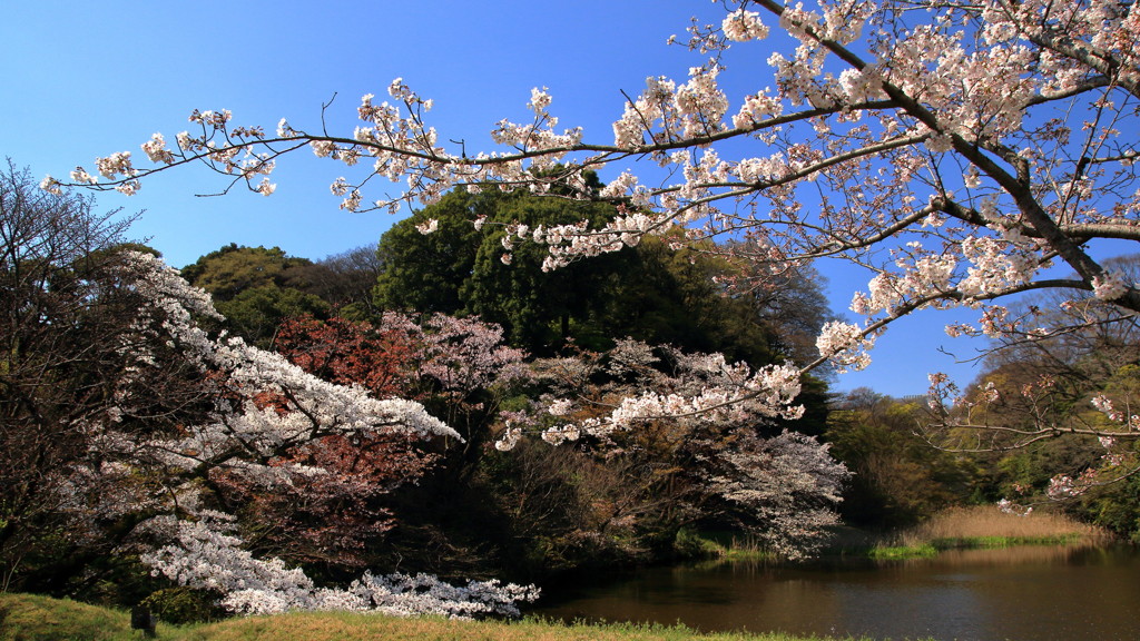 ぶらっと皇居、下道灌濠