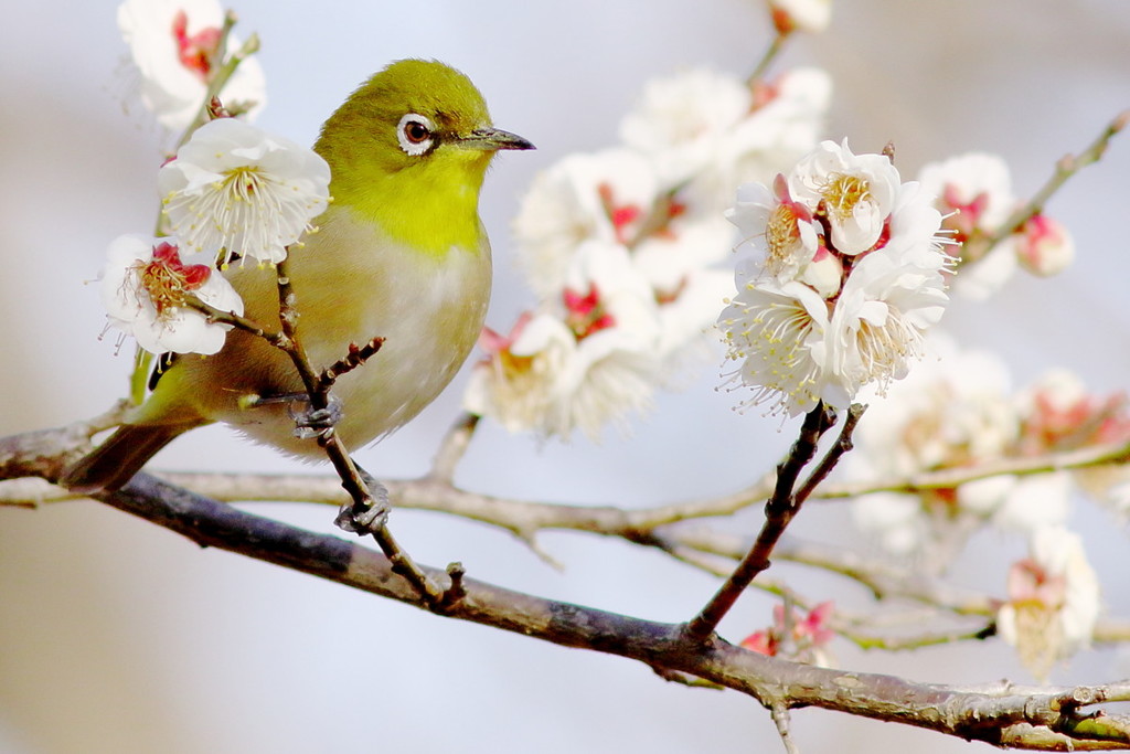 初春に囲まれて