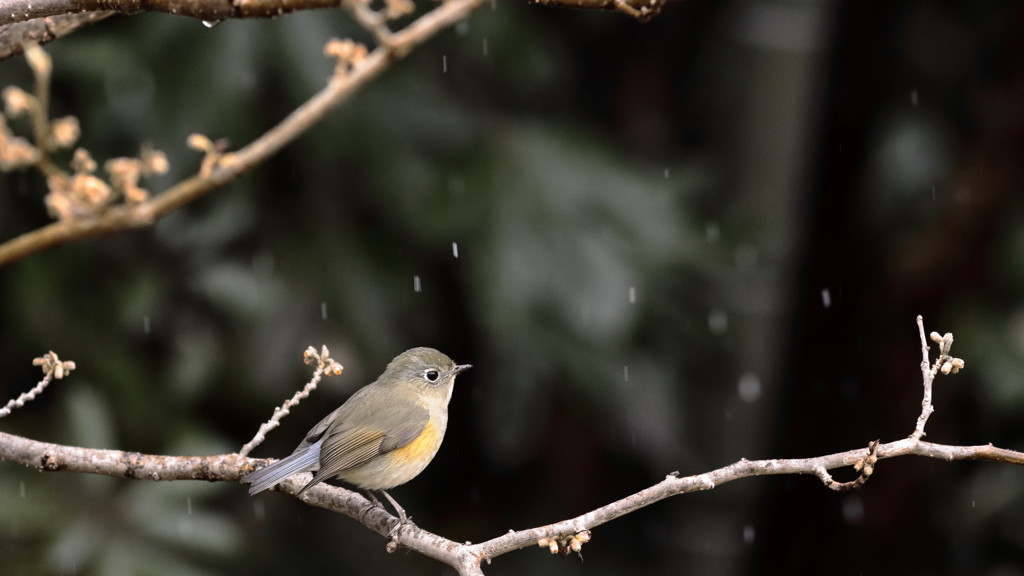 望郷・降っては消える雪を見ていた