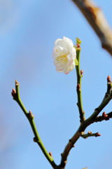 梅は咲い~た~か~桜はまだか~いな∀o(^～^=)ヾ(-_-;) まだ11月