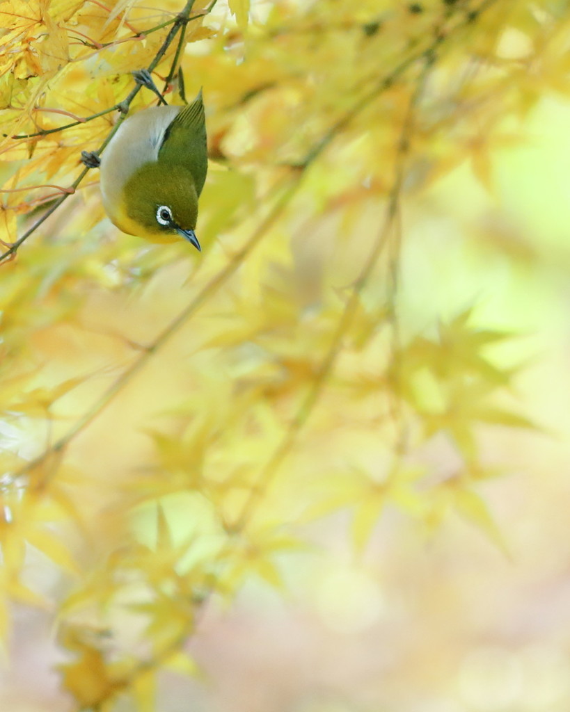 私が見たかった秋