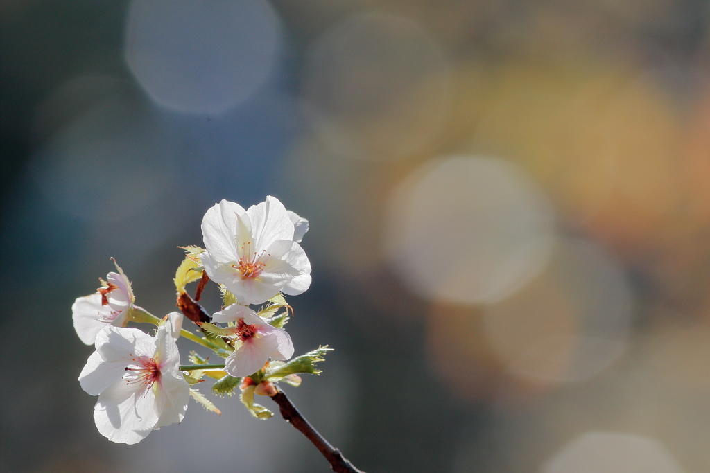 秋に咲く桜