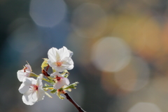 秋に咲く桜