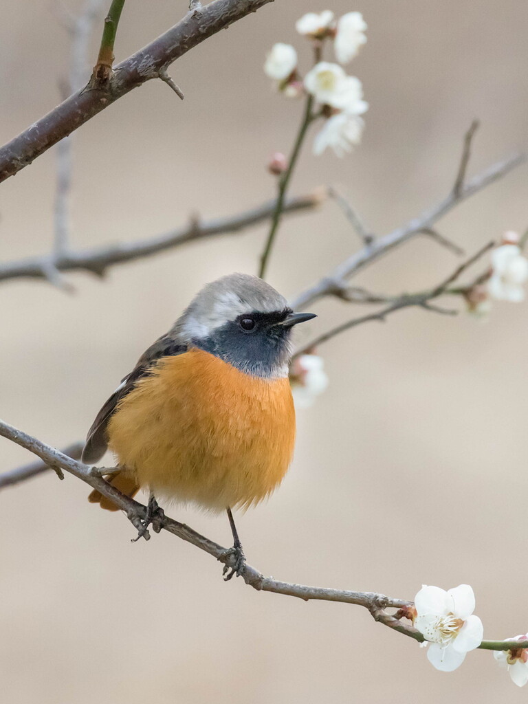 思春季（ジョウビタキ）