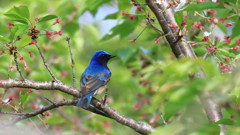 初夏の訪れ、我が街を訪れた幸福の若い鳥