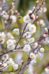 冬ごもり春さり來れば鳴かざりし（万葉集・額田王の長歌より抜粋）