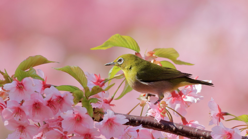 "桜花今盛りなり難波の海押し照る宮に聞こしめすなへ"（作：大伴家持・万葉集）