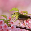 "桜花今盛りなり難波の海押し照る宮に聞こしめすなへ"（作：大伴家持・万葉集）