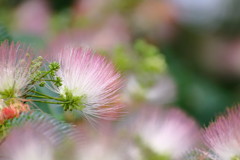 ふわふわの森