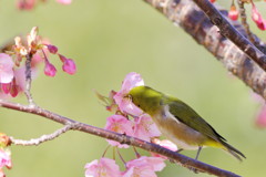 春にチュっ♡