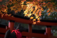 東京遊歩 ～ 秋の名残と冬の光 ～