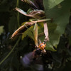 Mantises VS Hornet ～ とある秋の仁義なき戦い ～