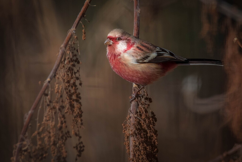 夕暮の色を増しつつ春の鳥（作：廣瀬直人）