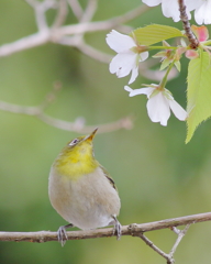 春メジロ