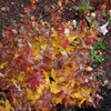 DSCN1276