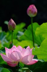 忍池の蓮の花