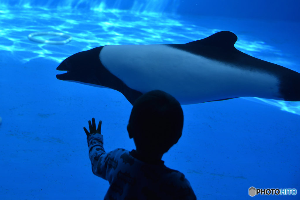 イルカと少年