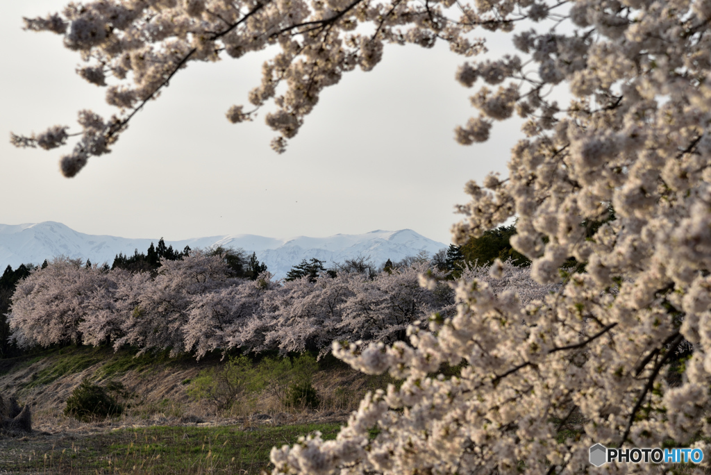 飯豊山と桜②