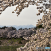 飯豊山と桜②