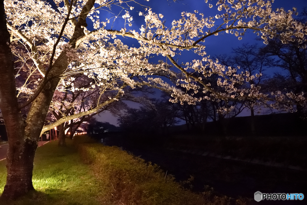 夜桜②