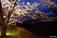 夜桜②