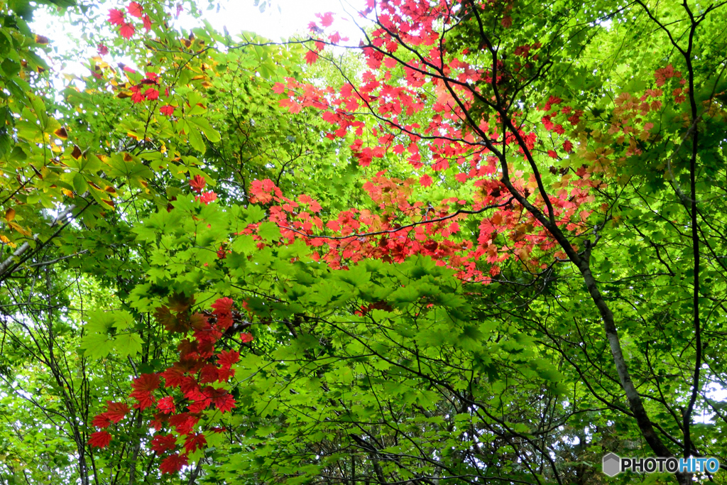 気の早い紅葉