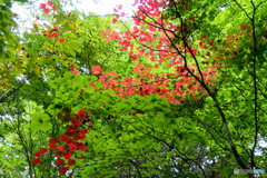 気の早い紅葉
