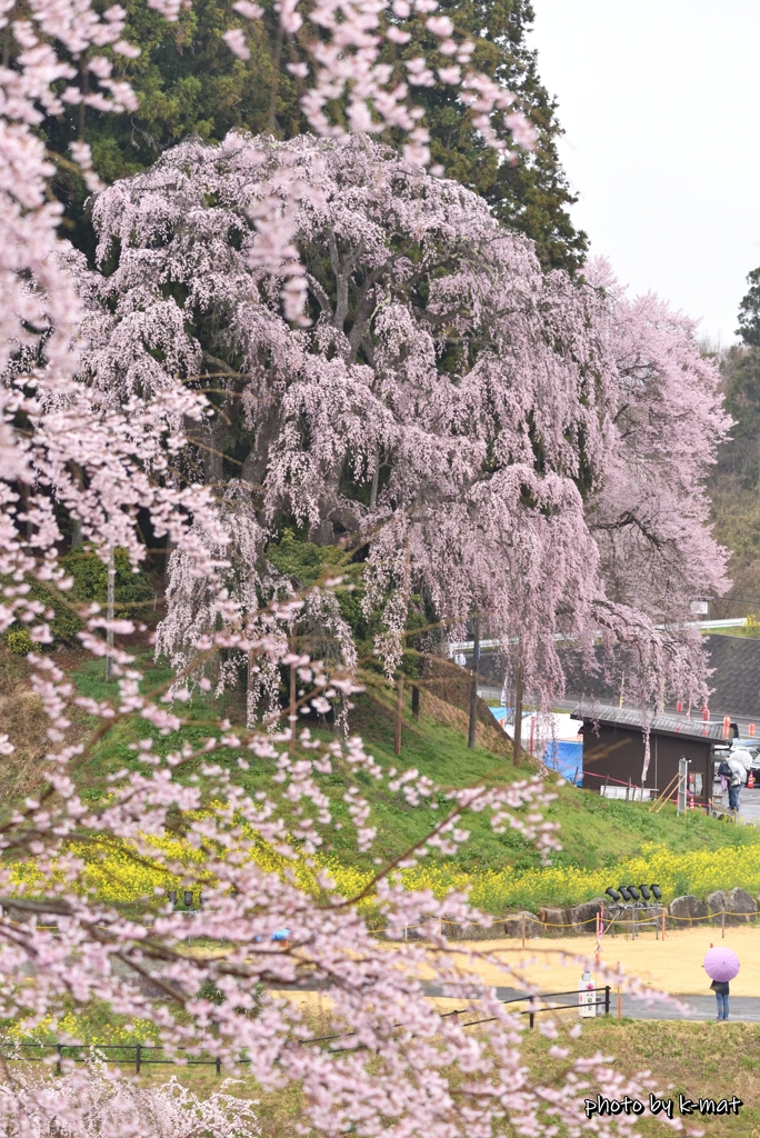 雨でもお花見