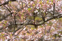 花の見頃は過ぎたけど