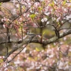 花の見頃は過ぎたけど