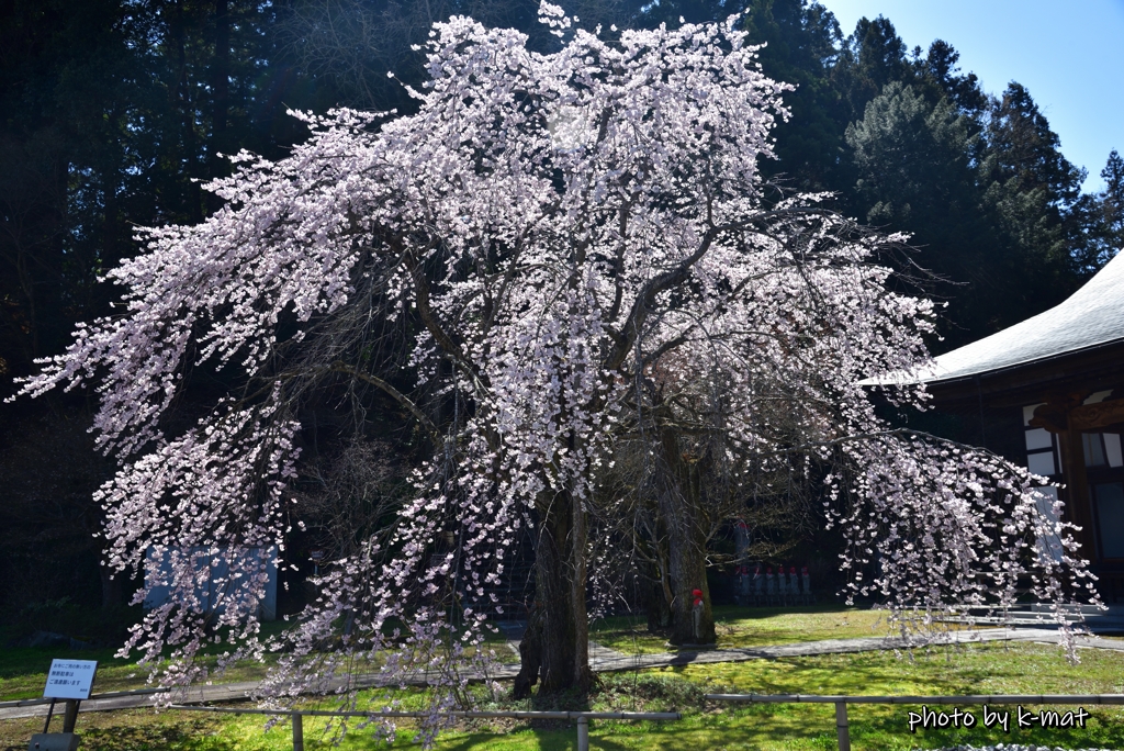 三春町桜紀行④