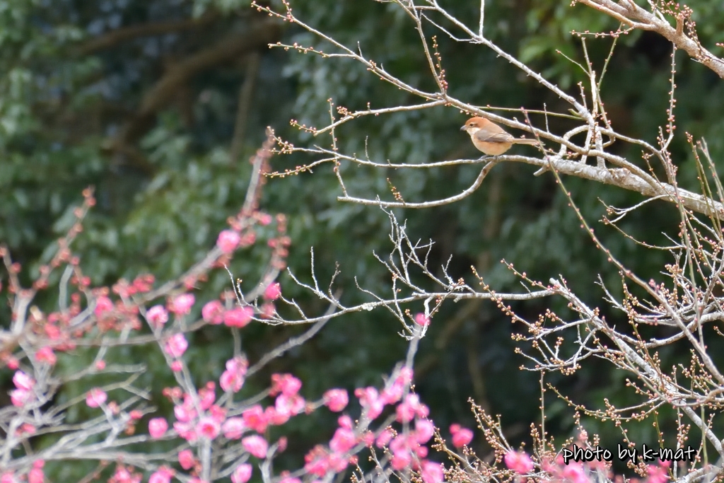 梅と百舌鳥