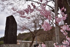 桜と碑